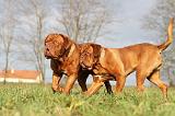 DOGUE DE BORDEAUX 149